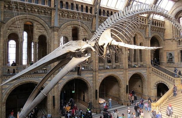 London Natural History Museum Private Walking Tour