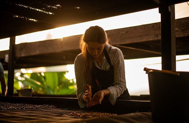 Coffee Tour from Bogota at La Palma Plantation and El Tucan