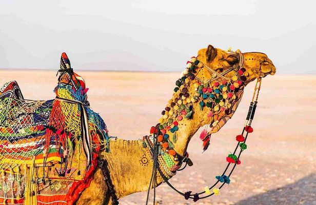 3 day private tour of Rann of Kutch from Ahmedabad