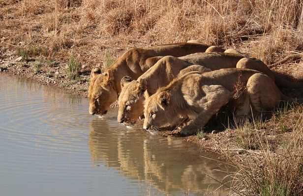 3 Day Private Tour of Gir Forest to Meet the Asiatic Lion