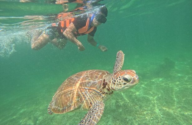 Sea Turtle Snorkeling in Akumal