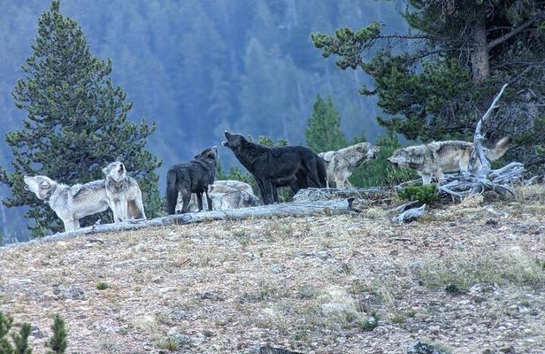 Private Wildlife Safari from West Yellowstone with Lunch