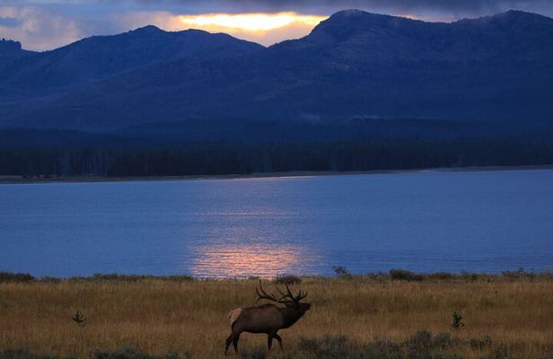 Yellowstone Privately Guided Safari at Sunset