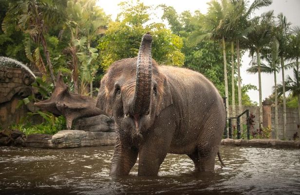 Australia Zoo Private Group Tour from Brisbane