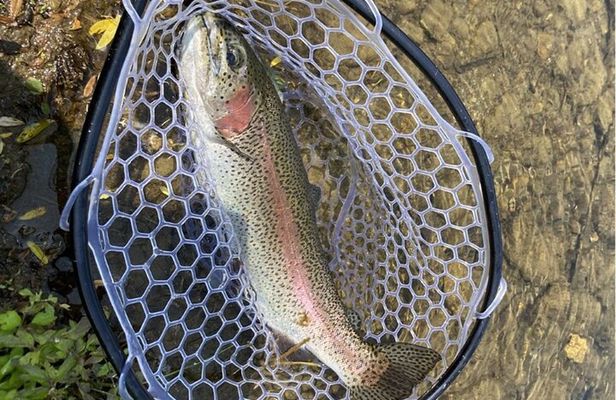 Trout Fishing Adventure Near Tokyo