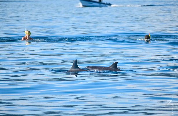 Swimming with dolphin including snorkeling activity
