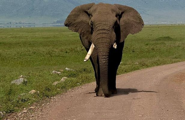 Ngorongoro Crater Day Trip