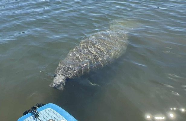 Paddleboard Snorkel Tour in Crystal River Springs with Manatees