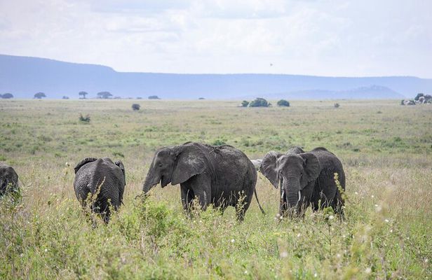 1 Day Flying Safari from Zanzibar to Selous Game Reserve