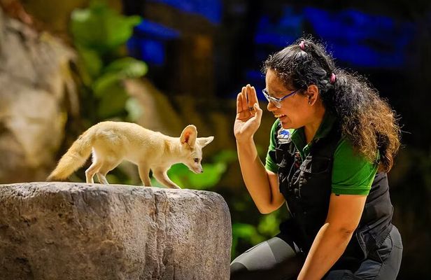 Singapore Zoo and Night Safari Tickets