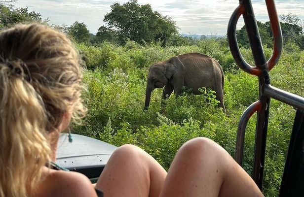 Udawalawe National Park Safari from Mirissa or Weligama
