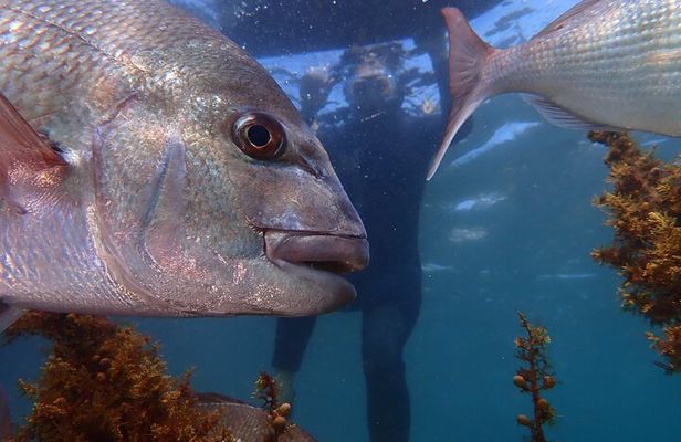 Goat Island Experience Guided Snorkelling for Beginners