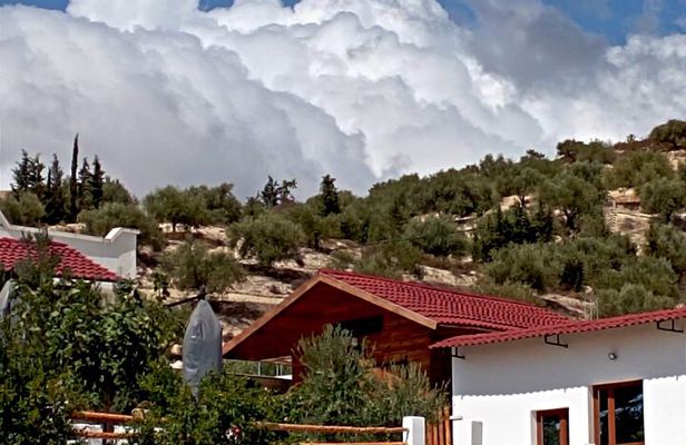 Archaeological and culinary treasure and olive oil tasting