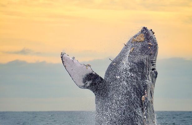 Sunrise Whale Watching boat tour with marine biologist