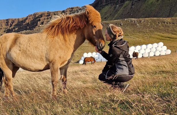 Private Farm Experience & Silver Circle Day Tour in West Iceland