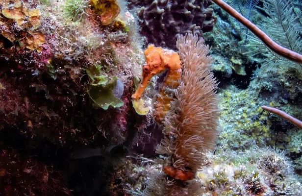 Roatan Night Time Snorkel Tours and Custom Snorkel Tours