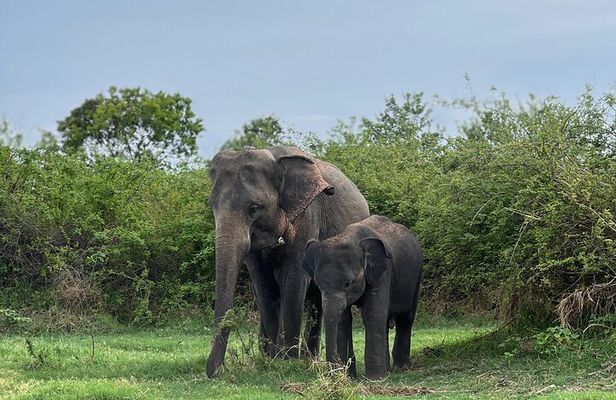 Minneriya National Park Shared 4WD Adventure