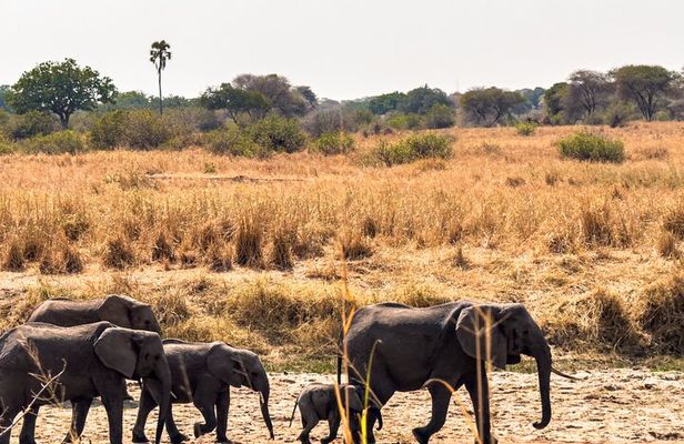 A Private Day Trip in Tarangire National Park 