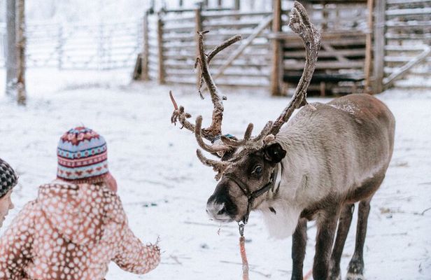 Private Reindeer Farm Tour to Feed Reindeer and Learn Traditions