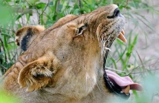 5 Days Maasai Mara, Lake Nakuru & Lake Naivasha Safari