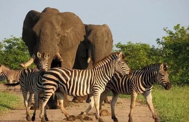 Safari adventure in Quiçama