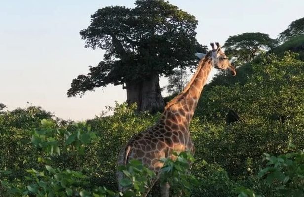 Adventure at Quiçama National Park Safari and Nature