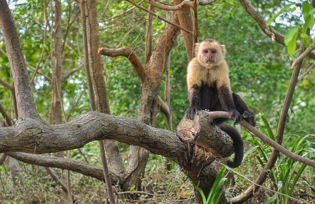 Jungle Boat Safari in Palo Verde National Park