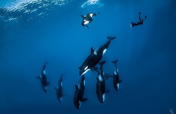 Open Ocean Safari: looking for orcas, dolphins & more