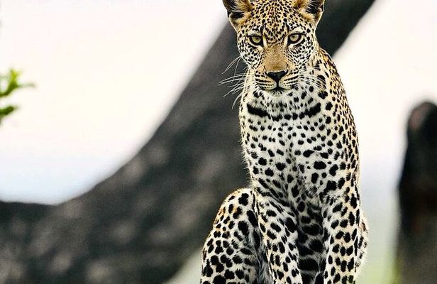 Kruger Park Sunset Drive