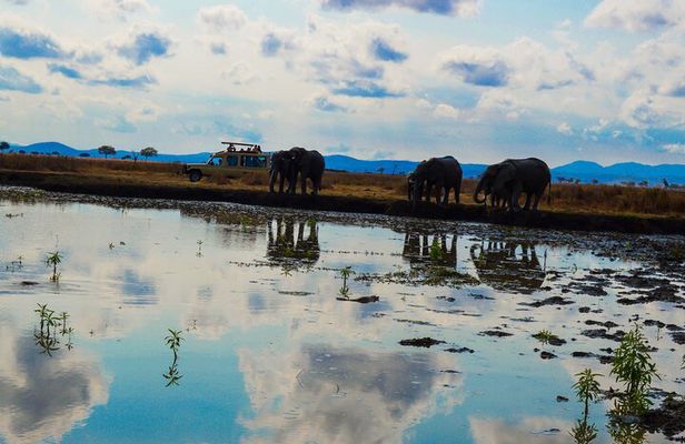Private Safari in Mikumi National Park from Dar es Salaam