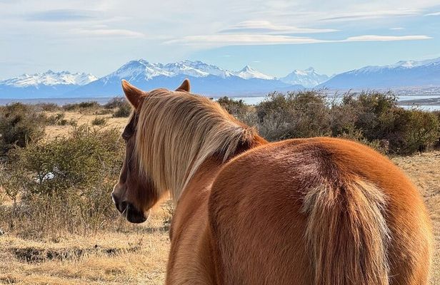 Get Down to Earth with Horses in Patagonia