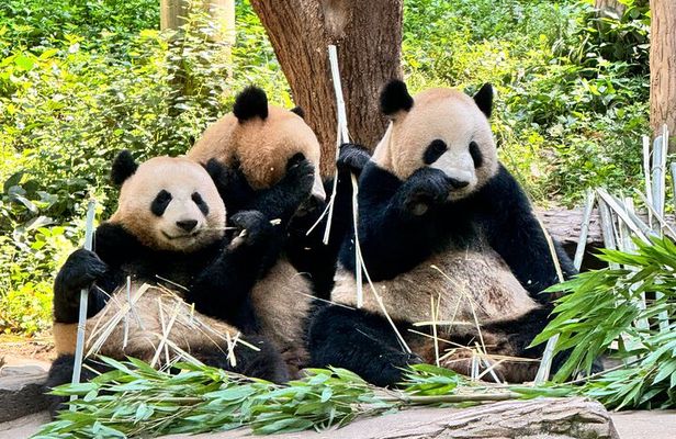 One Day Chengdu Itinerary Panda and Buddha Adventure
