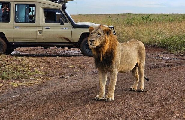 Half Day Nairobi National Park Tour