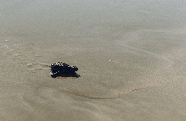 Tour of Ostional Beach Turtles