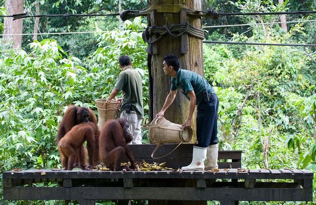 Sandakan Private City Tour, Orangutan, Sun Bears and Rainforest