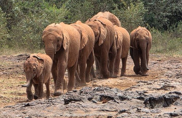 Nairobi's Wild Safari, Elephant Orphanage & Giraffe Centre 