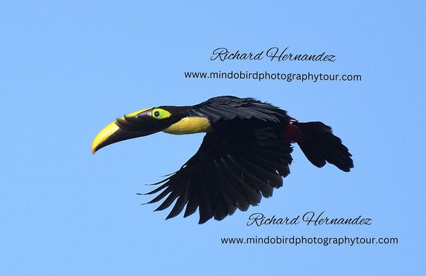 Ecuador Birds Tour & Mindo Cloud Forest - by Richard Hernandez