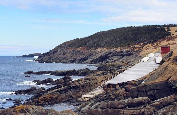 Scenic Bus Tour of the Northeast Avalon from St. John's