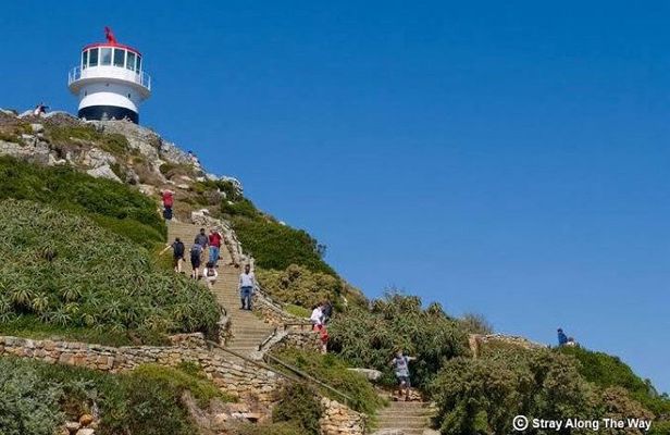 Cape Point, Cape of Good Hope & Boulders Beach Penguins Day Tour