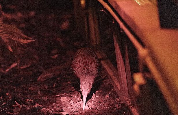 Skip the Line: Franz Josef Wildlife Center Ticket with Optional Backstage Pass