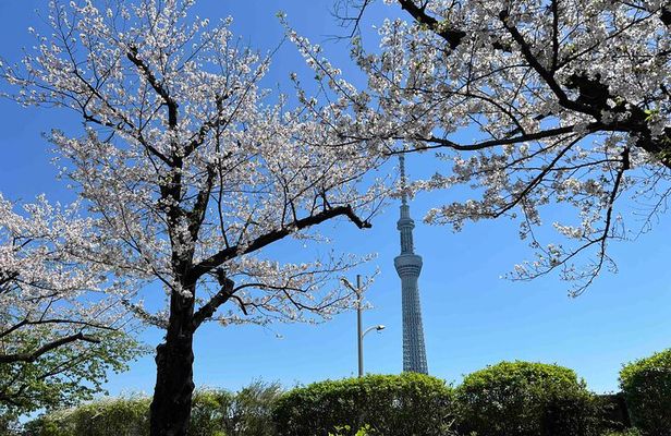 Private Custom Tour in Tokyo with a Bilingual Japanese Guide