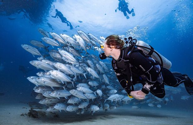 Beginner Diving 2 Dive Spots with Lunch & Transfers :Hurghada