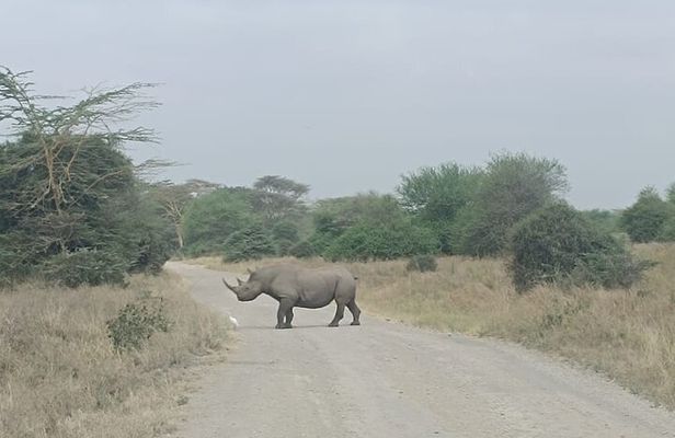 4 Days Luxury Lake Nakuru and Masai Mara