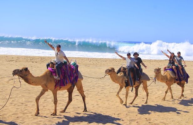 Camel Ride with Tequila Tasting and Lunch in Los Cabos