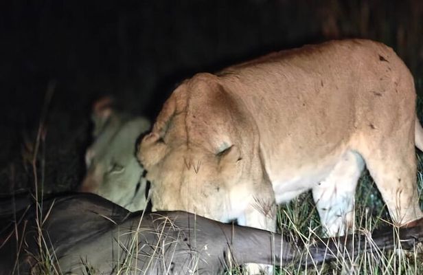 3-Day Private Family Safari Experience with Comfort for Children