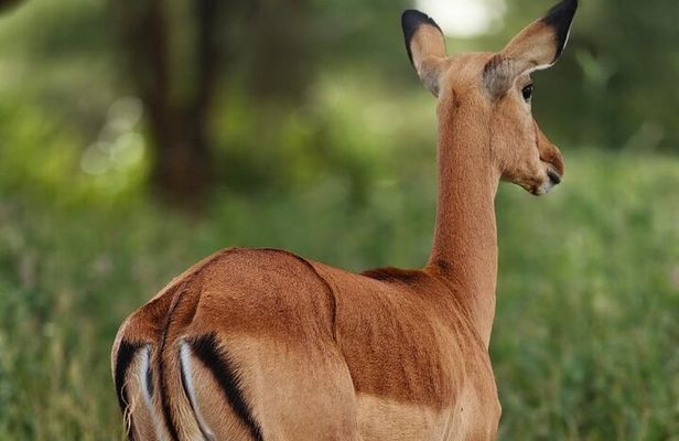 3-Day Private Family Safari Experience with Comfort for Children