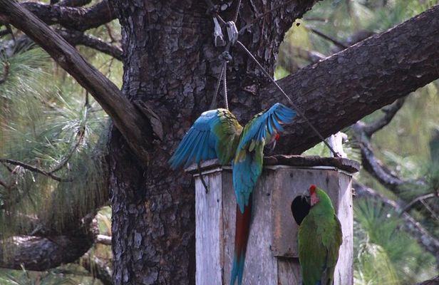 Observation of free-living macaws in the middle of the forest