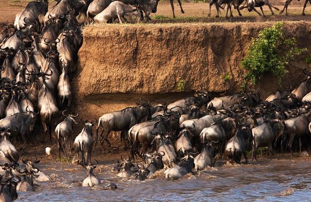 3 Days Adventure to Masai Mara National Reserve on a 4X4 Vehicle