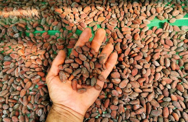 Chocolate Tour Basic: Self-drivers without lunch