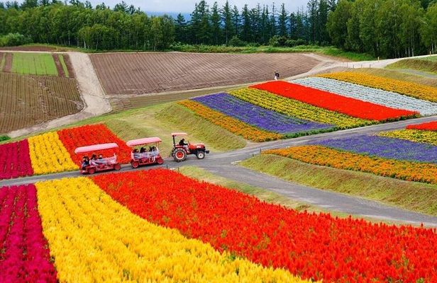 Hokkaido: Biei Blue Pond & Furano Lavender Farm Day Tour